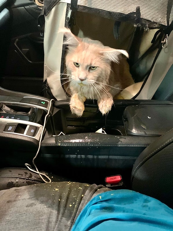 «Наш визит к ветеринару был не очень успешным».