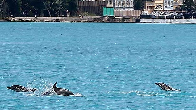 8. İstanbul Boğazı'nın keyfini yunuslar çıkardı.