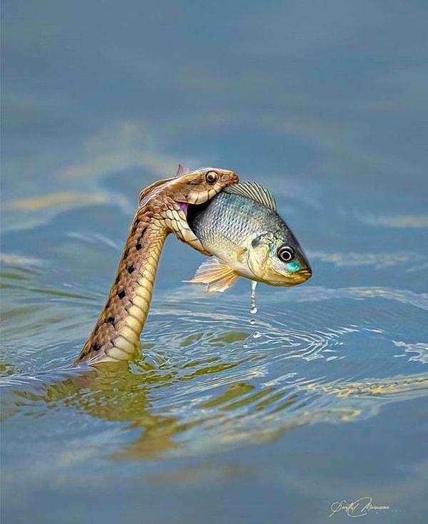 8. Avlanan su yılanı: