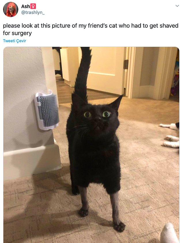 4. "Lütfen arkadaşımın ameliyat için tıraş olan kedisine bakın."
