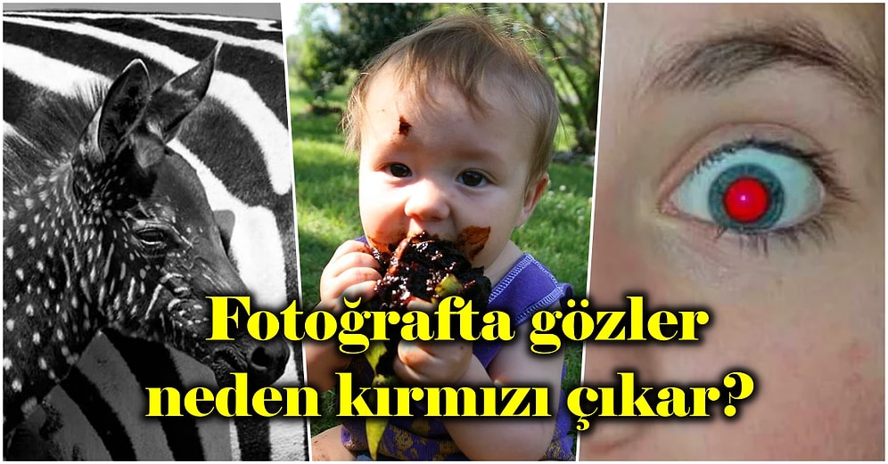 Okulda Öğrenmemizin İmkansız Olduğu Twitter’da Gezinirken Rastlayabileceğimiz Bi’ Hayli Enteresan 15 Bilgi