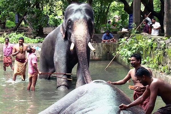 Hindistan'da sadece filler için bir spa merkezi vardır.