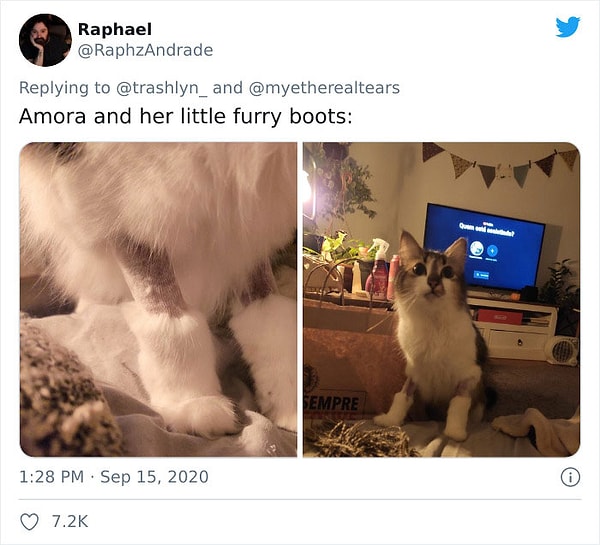 10. Амора и ее маленькие шерстяные сапоги