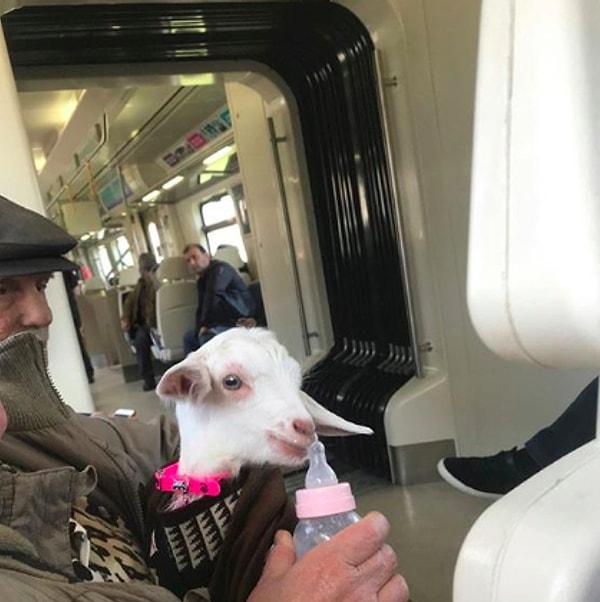 25. Metroda yanınıza bir kuzu oturabilir gayet normaldir.