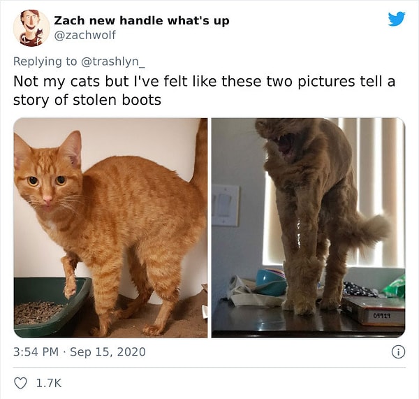 25. Это не мои кошки, но такое чувство, что эти фотографии рассказывают историю об украденных сапогах