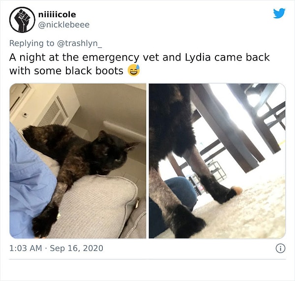 28. Ночь в ветеринарной клинике, и Лидия вернулась домой уже с черными ботинками