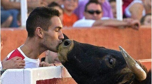 1. Бык мчится и целует своего хозяина, прежде чем его убивают копьем в традиционных боях быков.