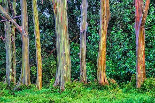 2. Havai'de kendinden gökkuşağı renginde gövdeleri olan okaliptüs ağaçları bulunur.