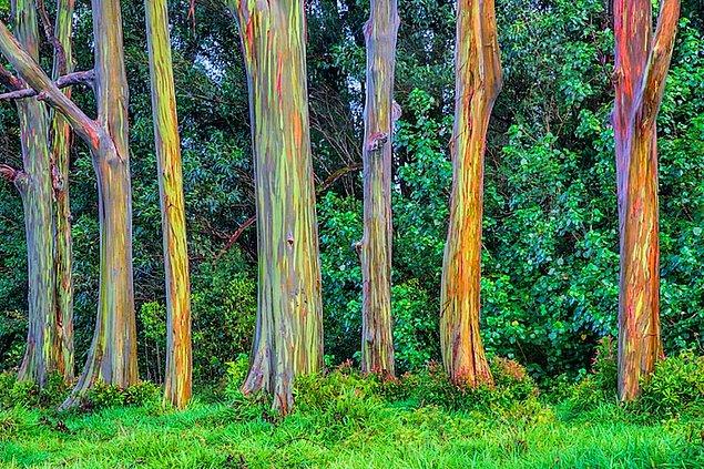 2. Havai'de kendinden gökkuşağı renginde gövdeleri olan okaliptüs ağaçları bulunur.