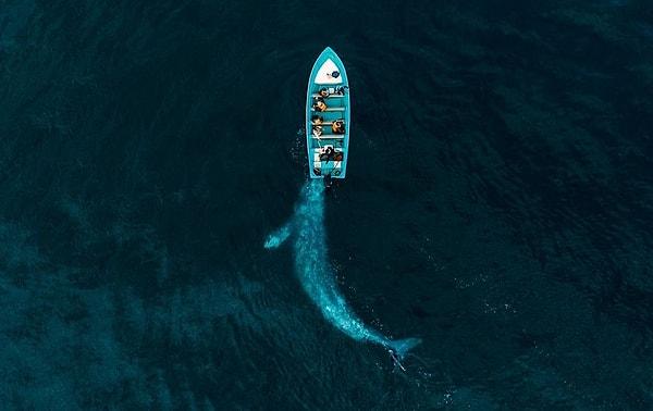 1. Doğa Kategorisi Birincisi: Gri Balina Turist Gemisini İtiyor.