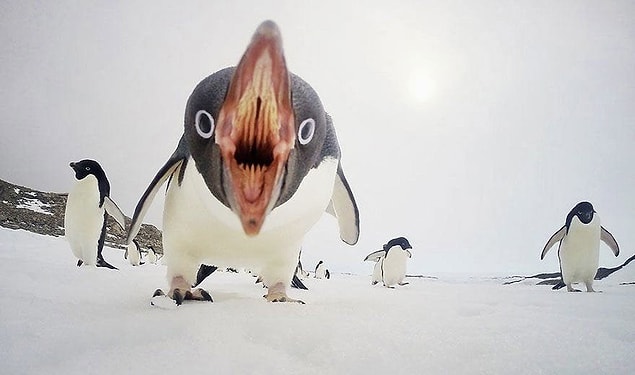 13. "Penguen saldırısı"