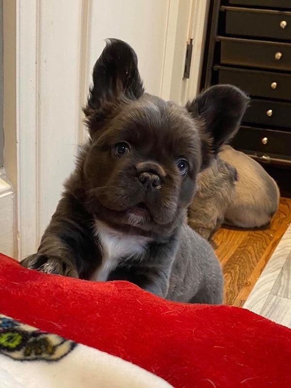 Мне было сегодня лет, когда узнала, что на свете есть пушистые французские бульдоги! КАК я могла не знать этого раньше?