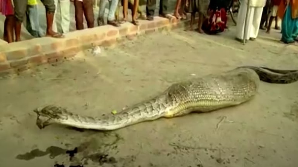 Büyük Bir Av Yuttuktan Sonra Hareket Edemeyen Pitonu Kurtaran İnsanlar