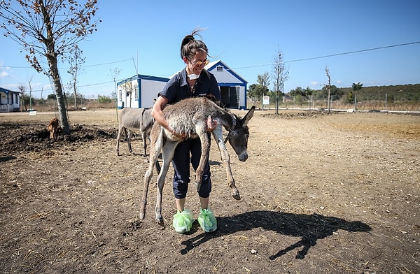 'Emekli Hayvanlar Çiftliği'nden kareler 📷