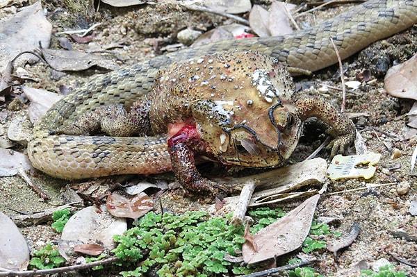 6. Zehirli kurbağayı avlayan yılan: