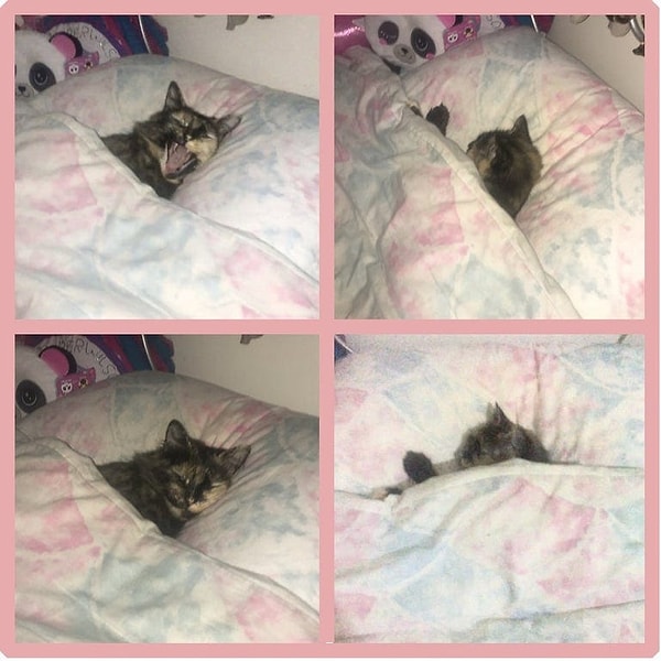 12. «Наша кошка Ваффи дожидается, пока моя дочь уйдёт в школу, и укладывается в её постель»