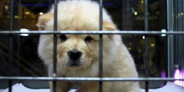 6. Домашних животных покупают в зоомагазине в подарок, словно это вещь.