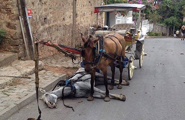 9. Лошади на повозке живут в десять раз меньше, чем должны.