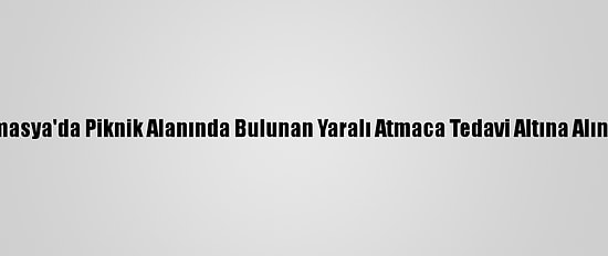Amasya'da Piknik Alanında Bulunan Yaralı Atmaca Tedavi Altına Alındı