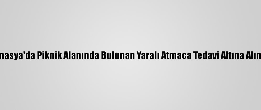 Amasya'da Piknik Alanında Bulunan Yaralı Atmaca Tedavi Altına Alındı