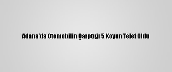 Adana'da Otomobilin Çarptığı 5 Koyun Telef Oldu