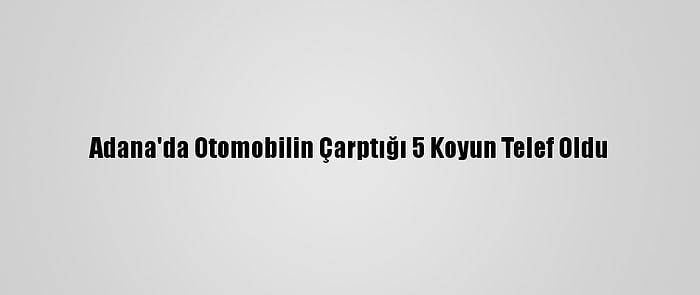 Adana'da Otomobilin Çarptığı 5 Koyun Telef Oldu