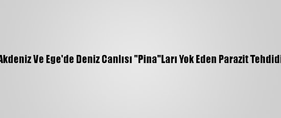 Akdeniz Ve Ege'de Deniz Canlısı "Pina"Ları Yok Eden Parazit Tehdidi