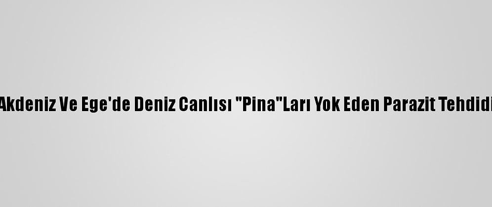 Akdeniz Ve Ege'de Deniz Canlısı "Pina"Ları Yok Eden Parazit Tehdidi