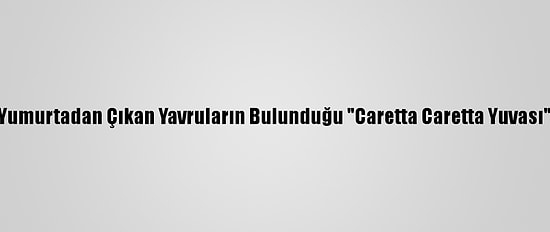 Marmara'da Yumurtadan Çıkan Yavruların Bulunduğu "Caretta Caretta Yuvası" Tespit Edildi