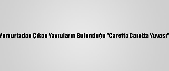 Marmara'da Yumurtadan Çıkan Yavruların Bulunduğu "Caretta Caretta Yuvası" Tespit Edildi