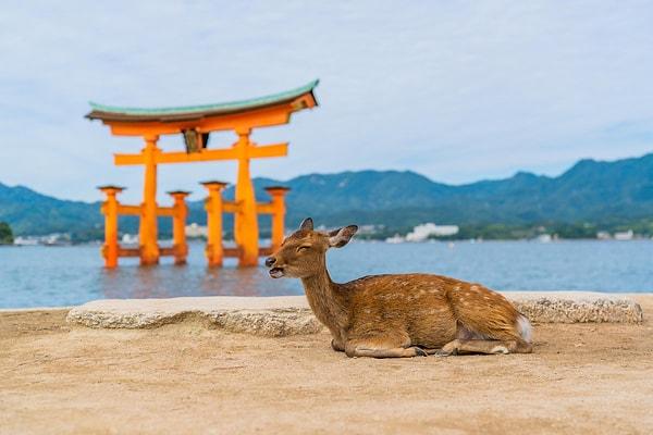 3. Miyajima Adası'nı bu büyük yüzen tapınaktan bilirsiniz, Japonya deyince akla ilk gelen yapılardan biri.