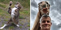 28 самых смешных фотографий домашних питомцев от финалистов конкурса Comedy Pet Photo Awards 2020