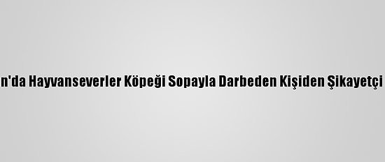Bartın'da Hayvanseverler Köpeği Sopayla Darbeden Kişiden Şikayetçi Oldu
