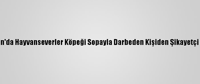 Bartın'da Hayvanseverler Köpeği Sopayla Darbeden Kişiden Şikayetçi Oldu