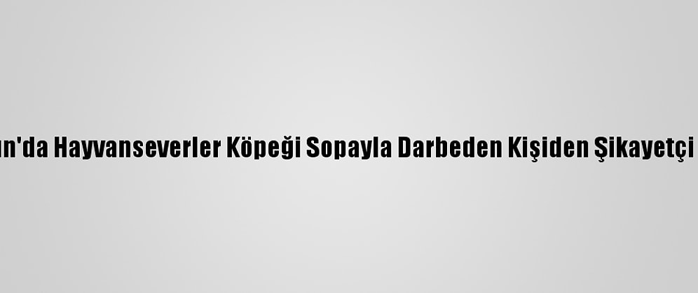 Bartın'da Hayvanseverler Köpeği Sopayla Darbeden Kişiden Şikayetçi Oldu