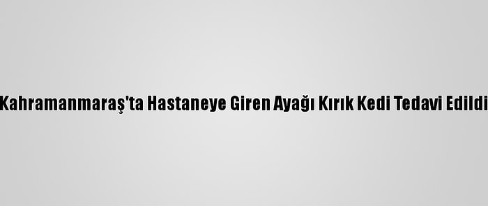 Kahramanmaraş'ta Hastaneye Giren Ayağı Kırık Kedi Tedavi Edildi