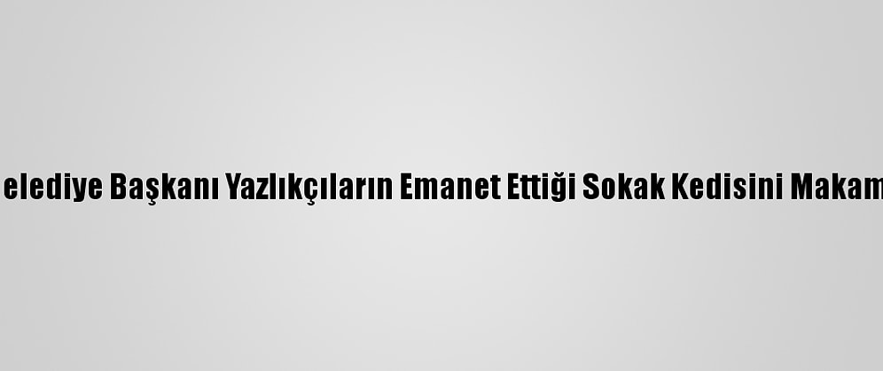 Keşan Belediye Başkanı Yazlıkçıların Emanet Ettiği Sokak Kedisini Makamına Aldı