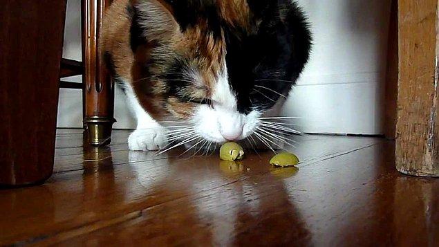 2. Pourquoi les chats sont-ils fous des olives ?