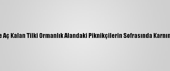 Karabük'te Aç Kalan Tilki Ormanlık Alandaki Piknikçilerin Sofrasında Karnını Doyurdu