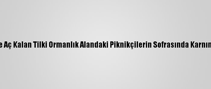 Karabük'te Aç Kalan Tilki Ormanlık Alandaki Piknikçilerin Sofrasında Karnını Doyurdu