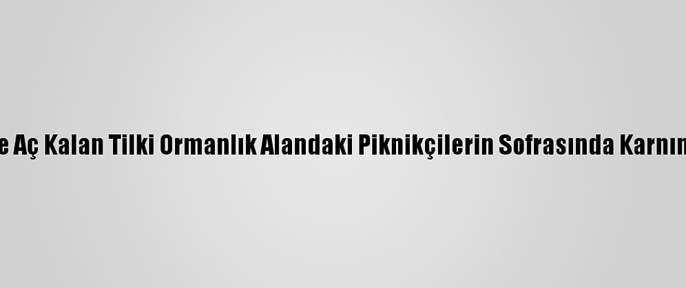 Karabük'te Aç Kalan Tilki Ormanlık Alandaki Piknikçilerin Sofrasında Karnını Doyurdu