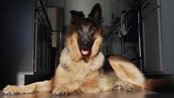 ABD'de, temmuz ayında da Covid-19 olduğu tespit edilen Buddy adlı köpek, benzer bir şekilde uyutulmuştu.