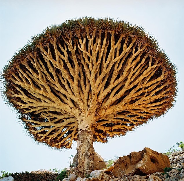 3. Ejderin kanı ağacı, Yemen