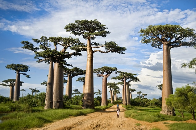 8. Boabab, Afrika ve Avustralya