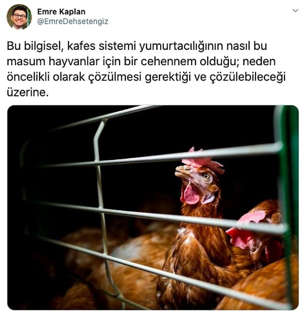 1. Twitter'dan Emre Kaplan, kafes sistemi yumurtacılığının tavuklar için nasıl bir eziyete dönüştüğünü takipçileriyle paylaştı.👇