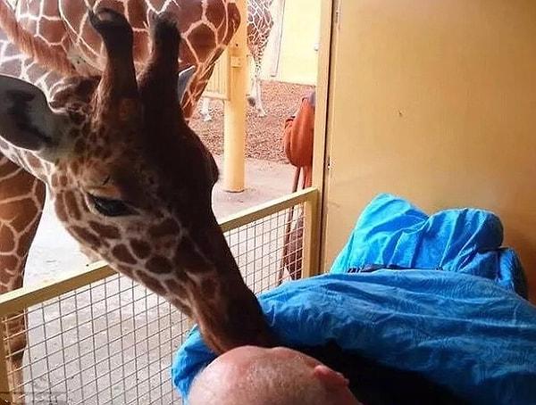 14. 54 yaşındaki kanser hastası adam, yanına gitmek istediği zürafa tarafından selamlanıyor.