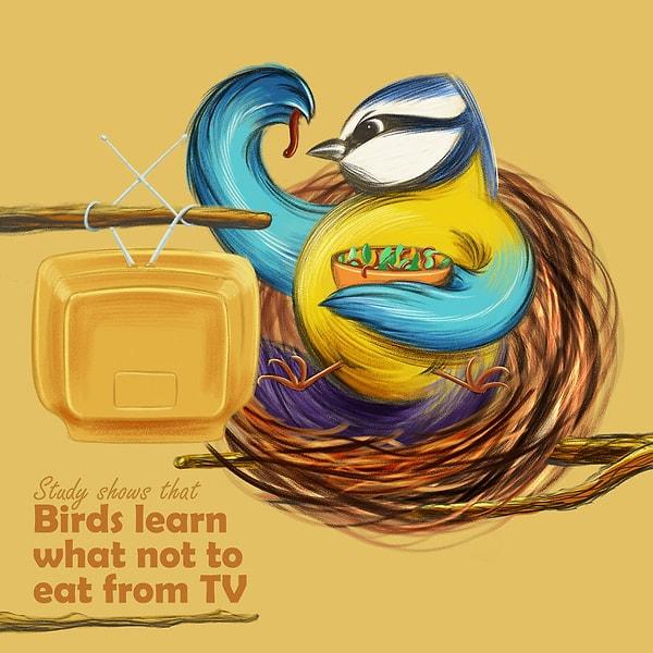 19. "Yapılan araştırmalar kuşların ne yememeleri gerektiğini televizyondan öğrendiklerini gösteriyor."