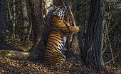 Россиянин Сергей Горшков стал Лучшим фотографом дикой природы в 2020 году за фото амурского тигра