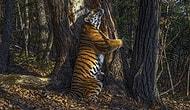 Россиянин Сергей Горшков стал Лучшим фотографом дикой природы в 2020 году за фото амурского тигра