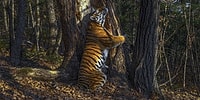 Россиянин Сергей Горшков стал Лучшим фотографом дикой природы в 2020 году за фото амурского тигра